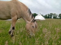 Rando alliant la nature, les chevaux et le retour aux sources