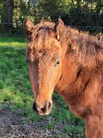 Chevaux proposés à la vente