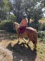Chevaux proposés à la vente