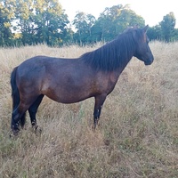 Chevaux proposés à la vente