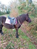 Chevaux proposés à la vente